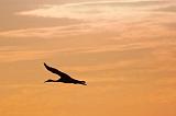 Sandhill Crane Silhouette_72762